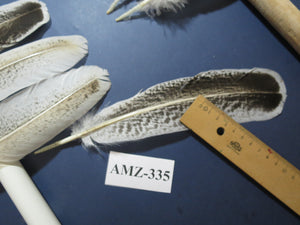 10 Pairs Turkey Wing Feathers, Amazing Feathers, Fly Tying Materials,(AMZ-335)