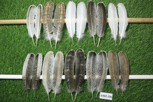 10 Pairs Turkey Wing Feathers, Amazing Feathers, Fly Tying Materials,(AMZ-336)