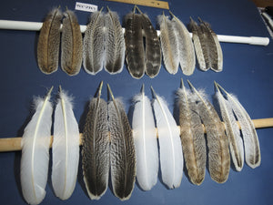 10 Pairs Turkey Wing Feathers, Amazing Feathers, Fly Tying Materials,(AMZ-336)