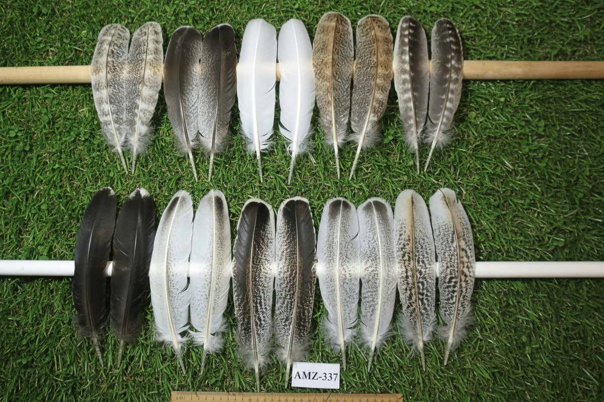 10 Pairs Turkey Wing Feathers, Amazing Feathers, Fly Tying Materials,(AMZ-337)