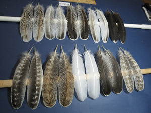 10 Pairs Turkey Wing Feathers, Amazing Feathers, Fly Tying Materials,(AMZ-337)