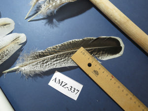 10 Pairs Turkey Wing Feathers, Amazing Feathers, Fly Tying Materials,(AMZ-337)