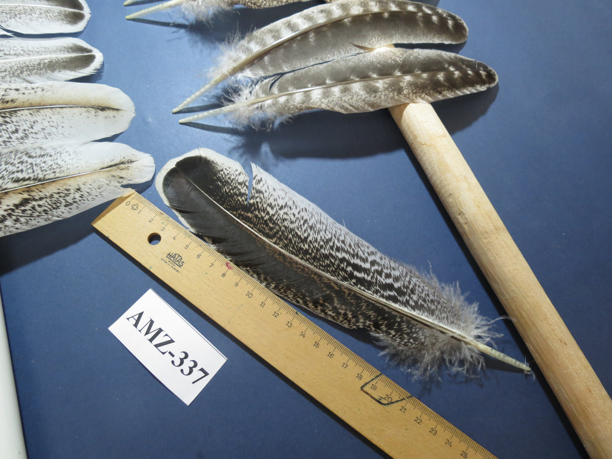 10 Pairs Turkey Wing Feathers, Amazing Feathers, Fly Tying Materials,(AMZ-337)