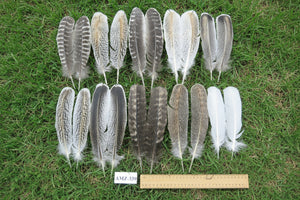 10 Pairs Turkey Wing Feathers, Amazing Feathers, Fly Tying Materials,(AMZ-339)