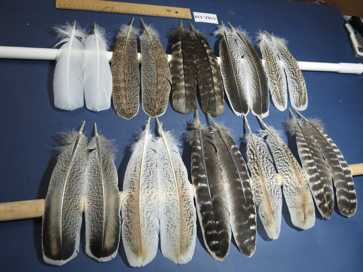 10 Pairs Turkey Wing Feathers, Amazing Feathers, Fly Tying Materials,(AMZ-339)