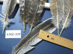 10 Pairs Turkey Wing Feathers, Amazing Feathers, Fly Tying Materials,(AMZ-339)