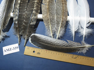 10 Pairs Turkey Wing Feathers, Amazing Feathers, Fly Tying Materials,(AMZ-339)