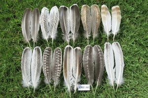10 Pairs Turkey Wing Feathers, Amazing Feathers, Turkey Feathers,Fly Tying Material,Craft Feathers,Natural Feathers(AMZ-341)