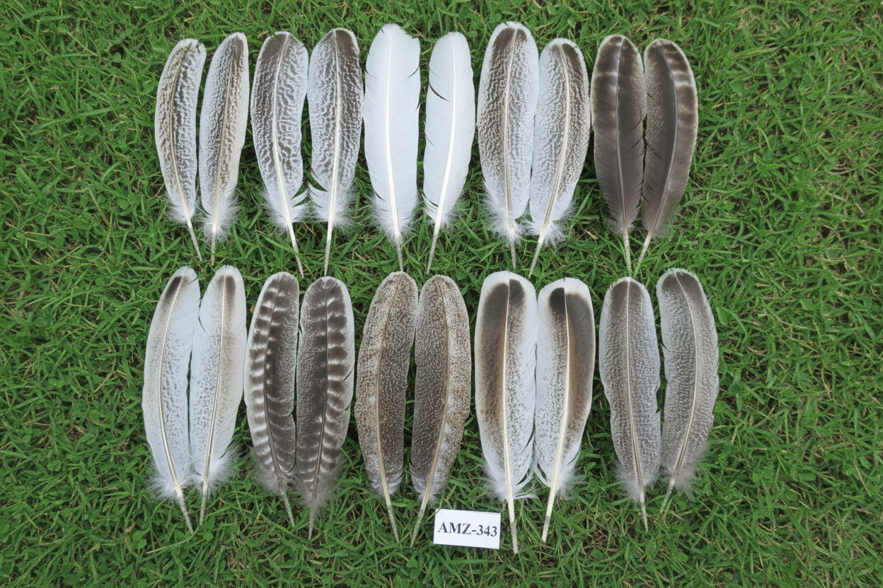 10 Pairs Turkey Wing Feathers, Amazing Feathers, Fly Tying Materials,(AMZ-343)