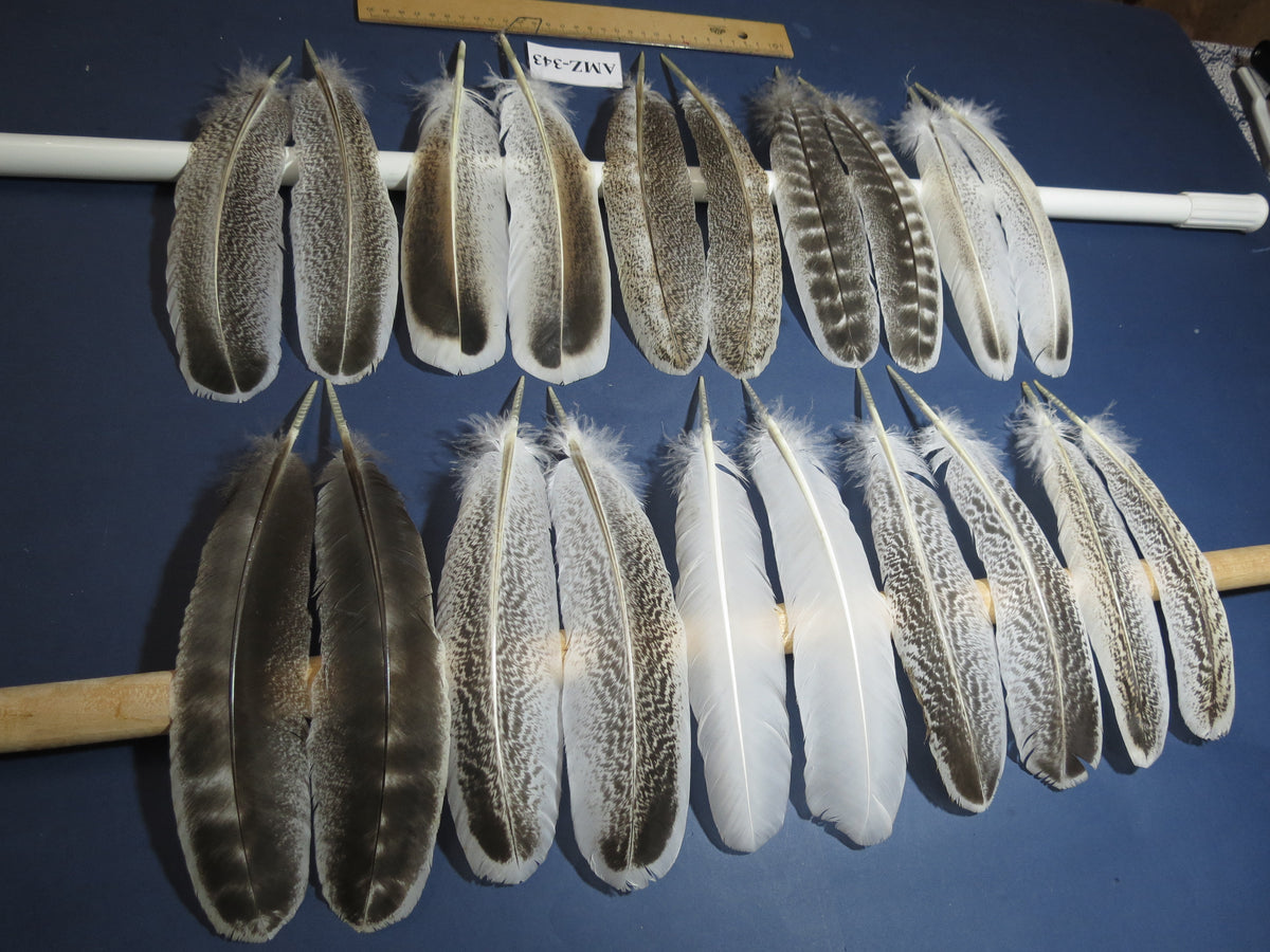 10 Pairs Turkey Wing Feathers, Amazing Feathers, Fly Tying Materials,(AMZ-343)