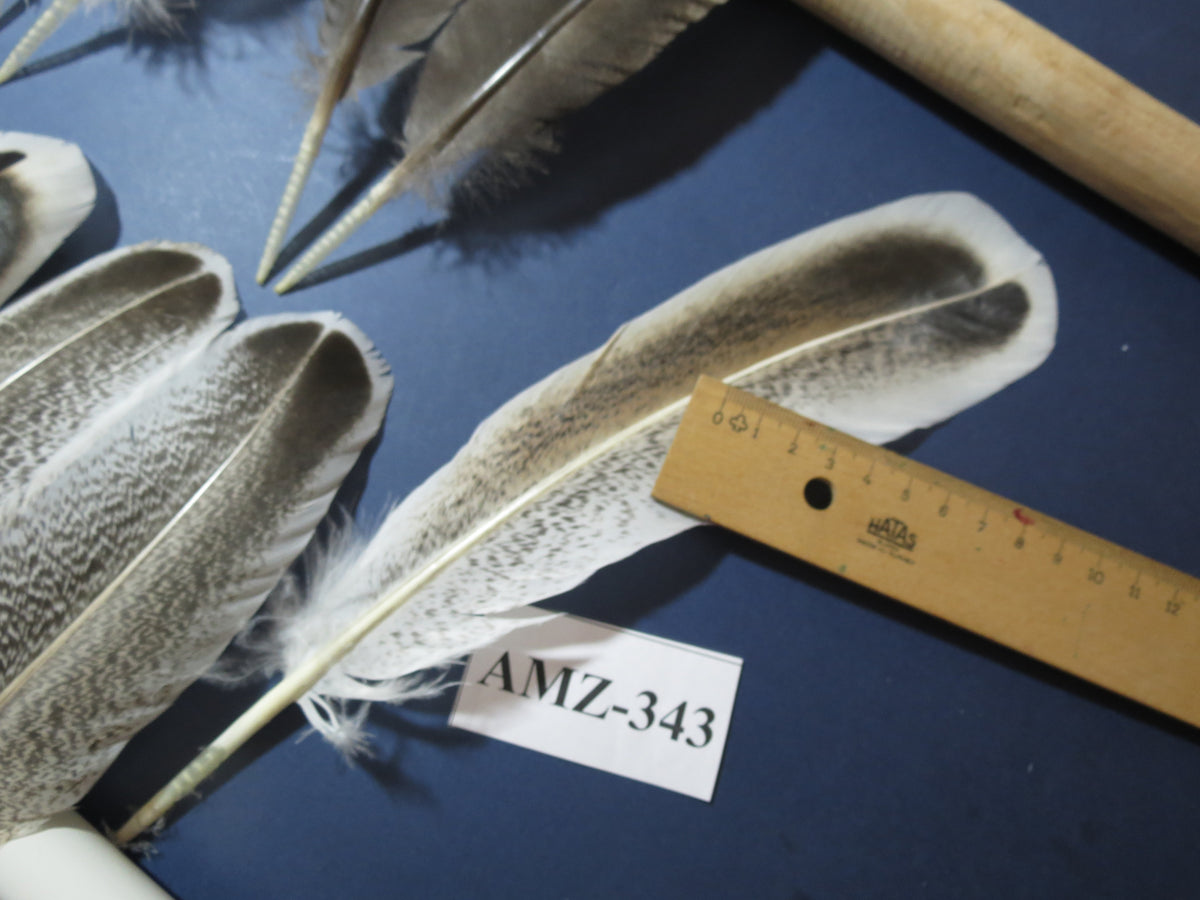10 Pairs Turkey Wing Feathers, Amazing Feathers, Fly Tying Materials,(AMZ-343)