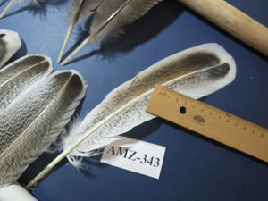 10 Pairs Turkey Wing Feathers, Amazing Feathers, Fly Tying Materials,(AMZ-343)