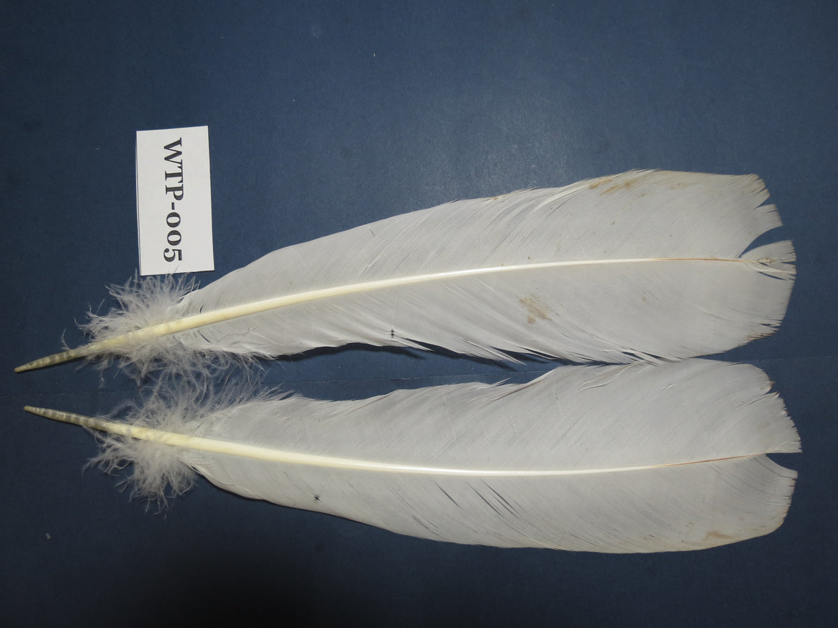1 Pair Of White Turkey Tail Feathers, Fly Tying Materials,Real Feathers. (WTP-005)