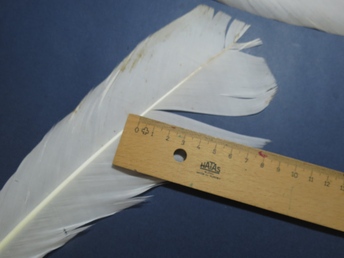 1 Pair Of White Turkey Tail Feathers, Fly Tying Materials,Real Feathers. (WTP-005)