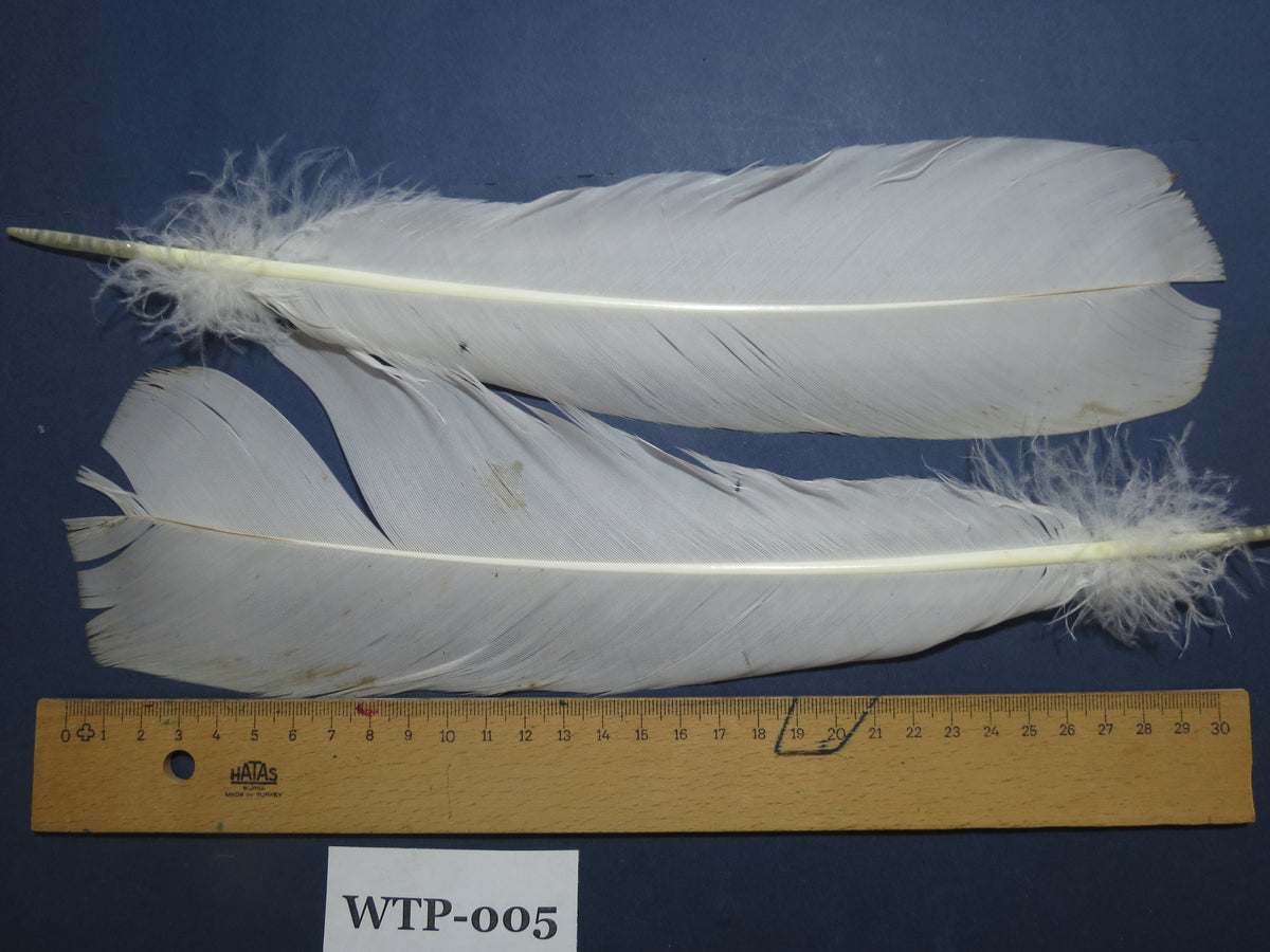 1 Pair Of White Turkey Tail Feathers, Fly Tying Materials,Real Feathers. (WTP-005)