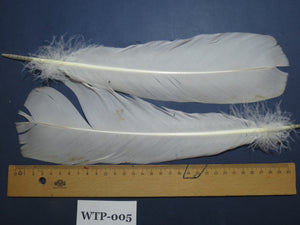 1 Pair Of White Turkey Tail Feathers, Fly Tying Materials,Real Feathers. (WTP-005)
