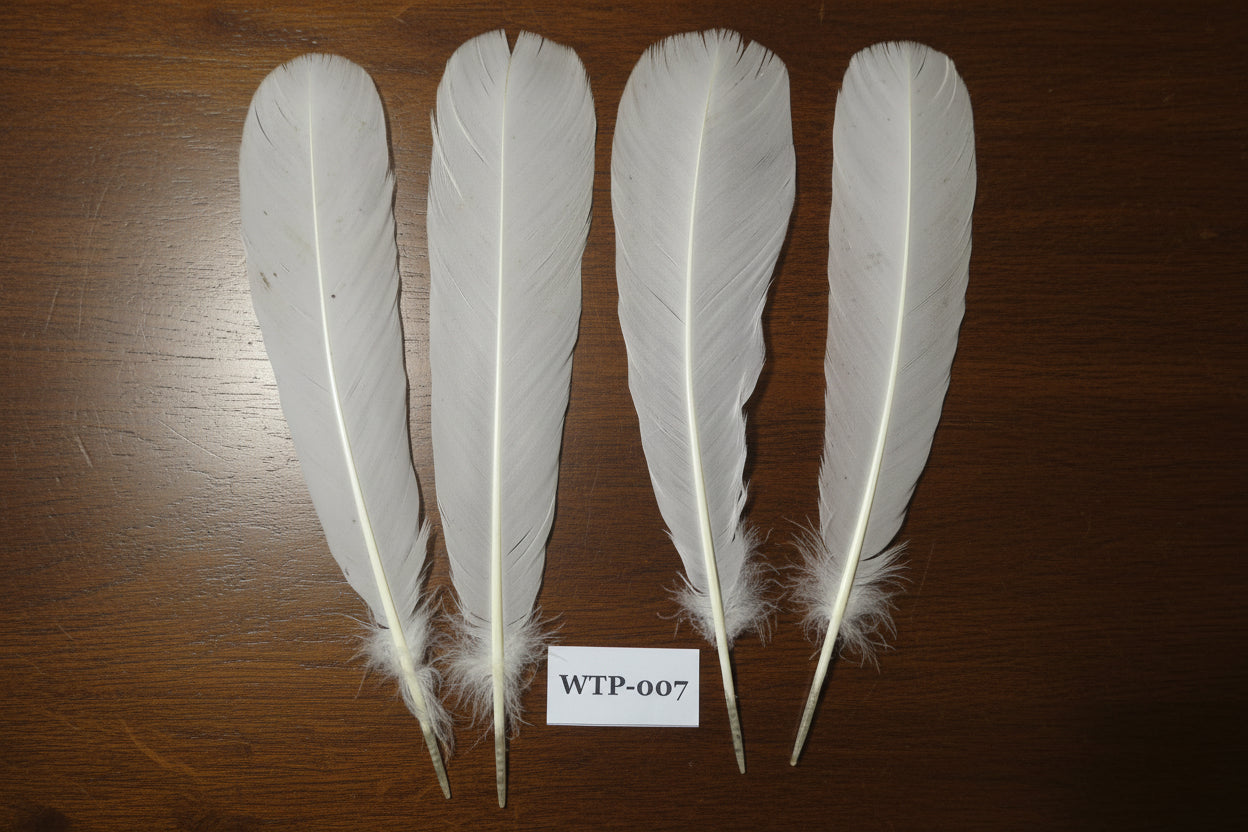 2 PairS Of White Turkey Tail Feathers, Fly Tying Materials,Real Feathers. (WTP-007)