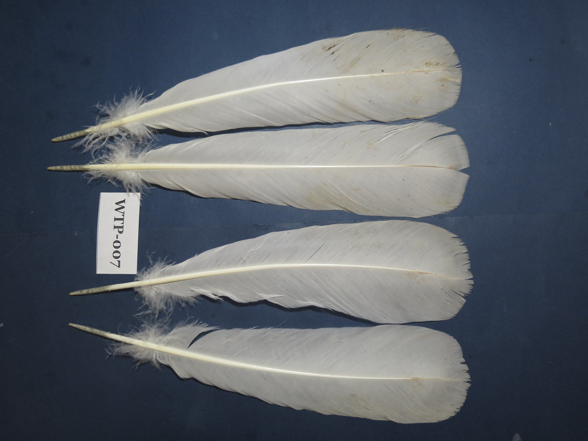 2 PairS Of White Turkey Tail Feathers, Turkey Feathers,Fly Tying Material,Craft Feathers,Natural Feathers (WTP-007)