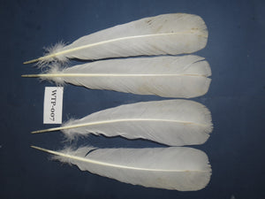 2 PairS Of White Turkey Tail Feathers, Turkey Feathers,Fly Tying Material,Craft Feathers,Natural Feathers (WTP-007)