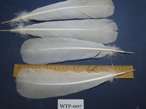 2 PairS Of White Turkey Tail Feathers, Turkey Feathers,Fly Tying Material,Craft Feathers,Natural Feathers (WTP-007)