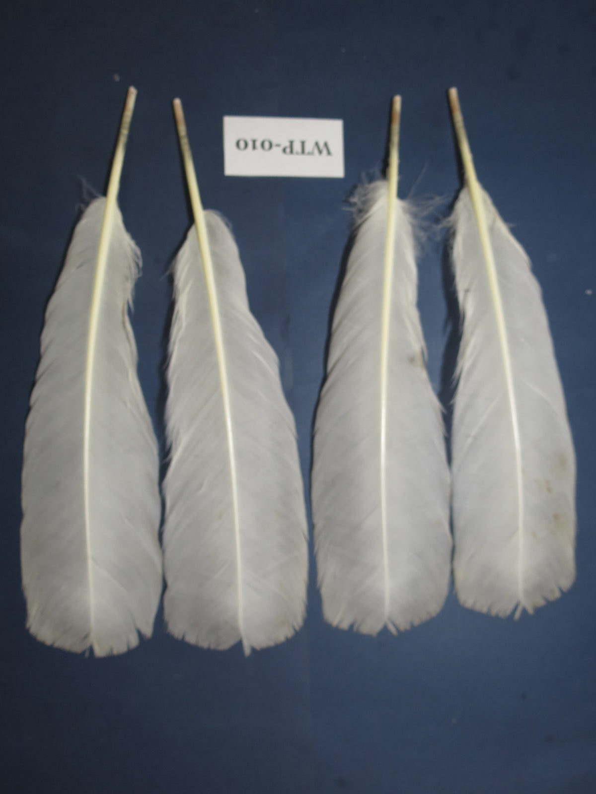 2 PairS Of White Turkey Tail Feathers, Fly Tying Materials,Real Feathers. (WTP-010)