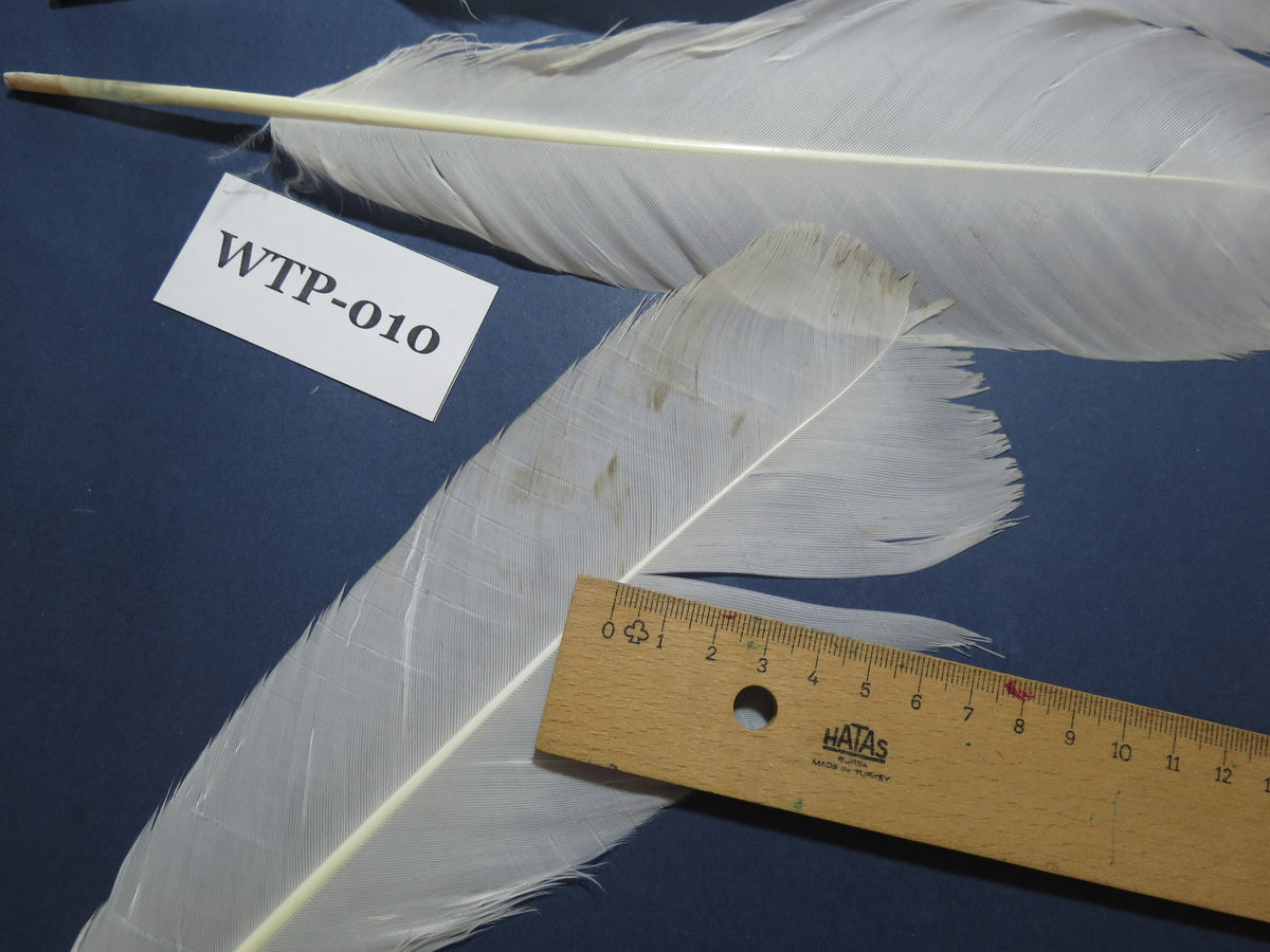 2 PairS Of White Turkey Tail Feathers, Fly Tying Materials,Real Feathers. (WTP-010)
