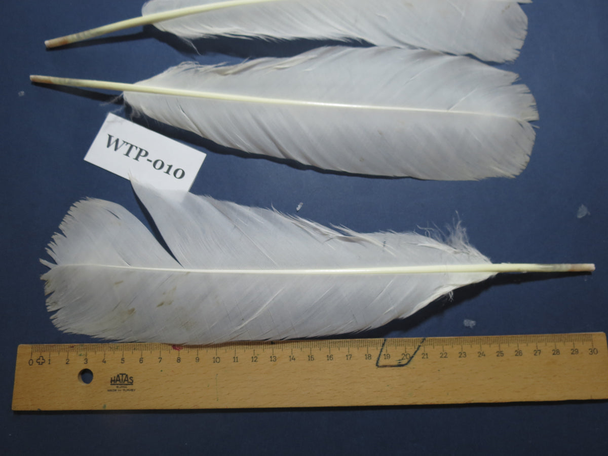 2 PairS Of White Turkey Tail Feathers, Fly Tying Materials,Real Feathers. (WTP-010)