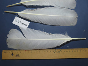 2 PairS Of White Turkey Tail Feathers, Fly Tying Materials,Real Feathers. (WTP-010)