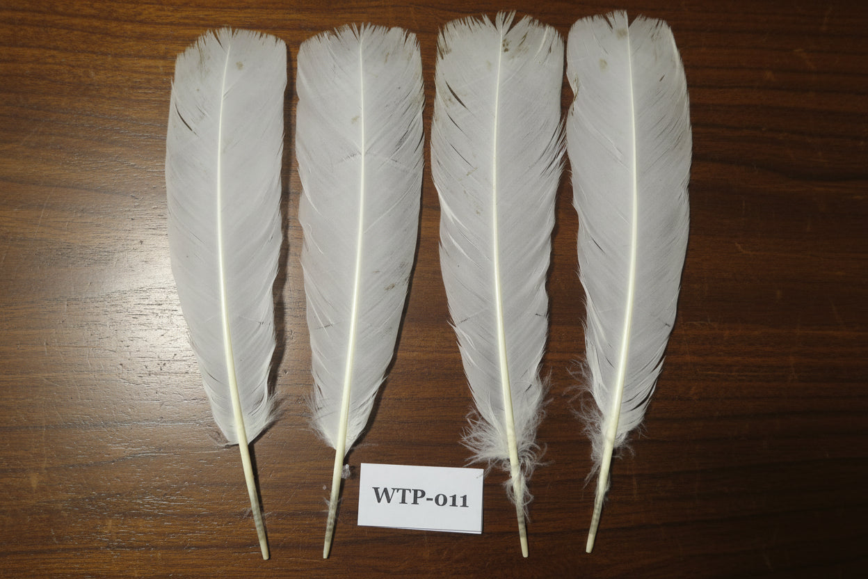 2 PairS Of White Turkey Tail Feathers, Fly Tying Materials,Real Feathers. (WTP-011)