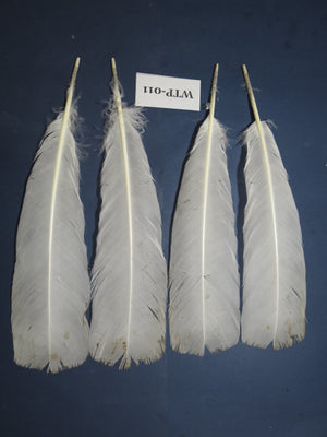 2 PairS Of White Turkey Tail Feathers, Fly Tying Materials,Real Feathers. (WTP-011)