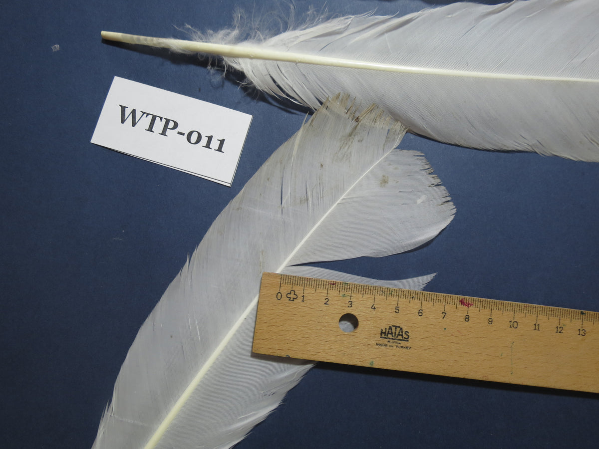2 PairS Of White Turkey Tail Feathers, Fly Tying Materials,Real Feathers. (WTP-011)