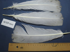 2 PairS Of White Turkey Tail Feathers, Fly Tying Materials,Real Feathers. (WTP-011)