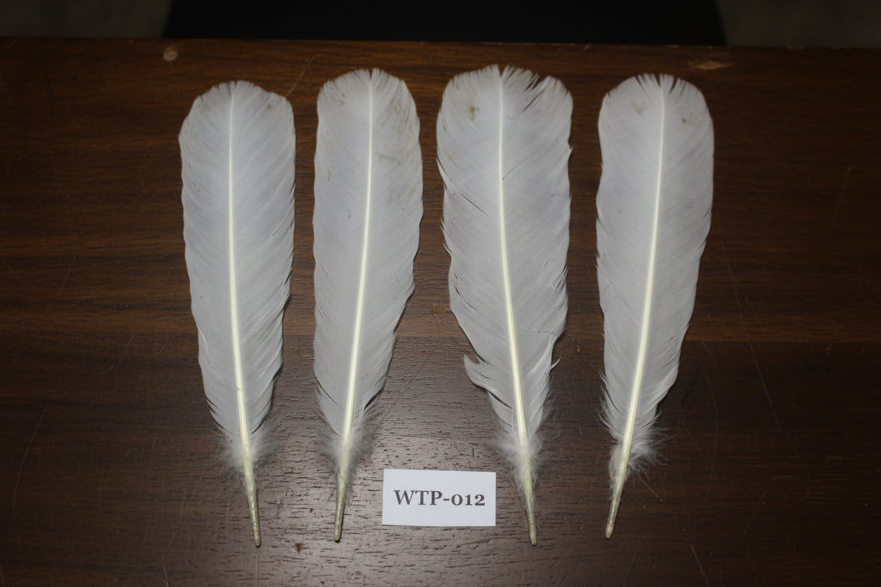 2 PairS Of White Turkey Tail Feathers, Fly Tying Materials,Real Feathers. (WTP-012)