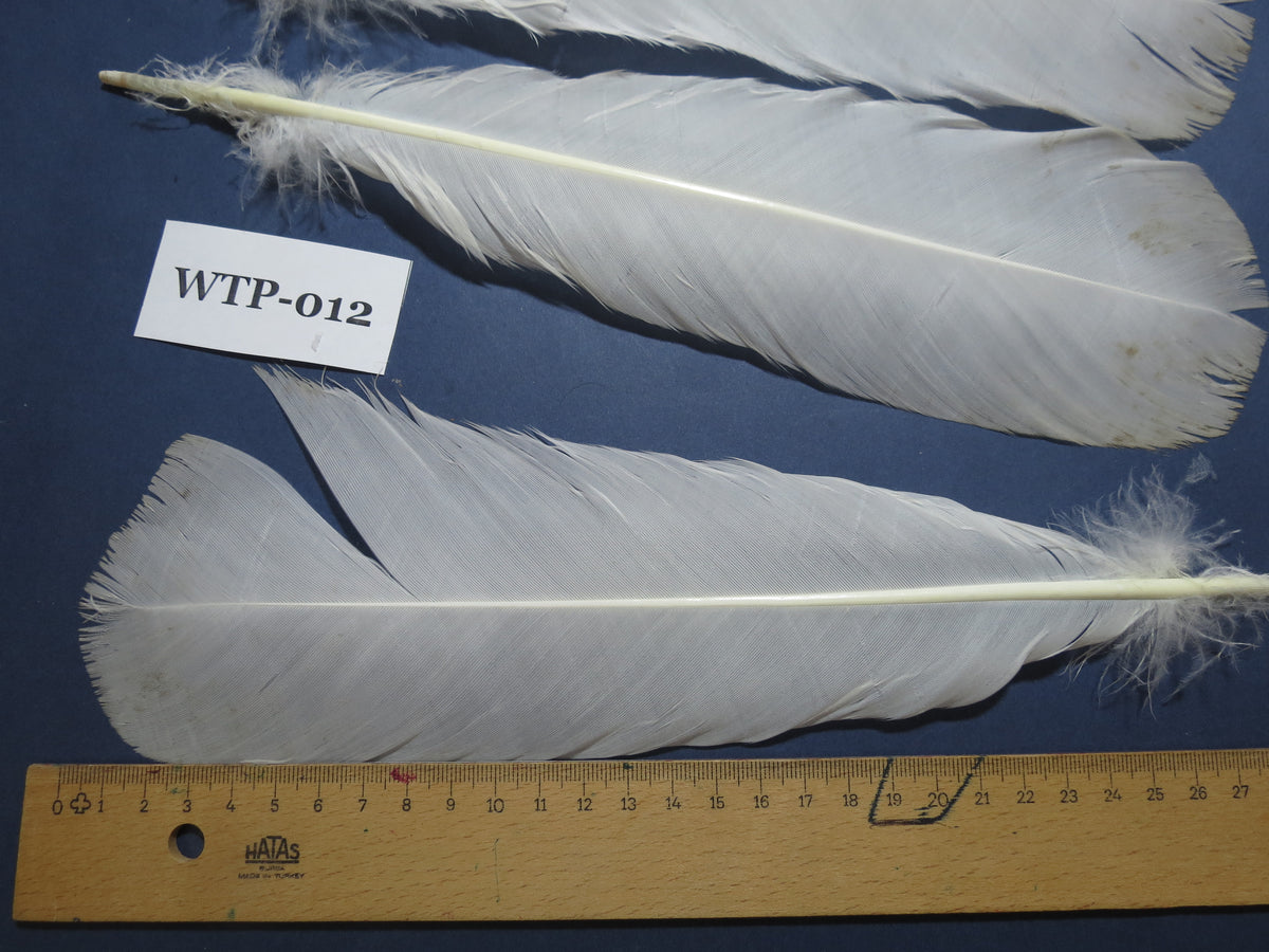 2 PairS Of White Turkey Tail Feathers, Turkey Feathers,Fly Tying Material,Craft Feathers,Natural Feathers(WTP-012)