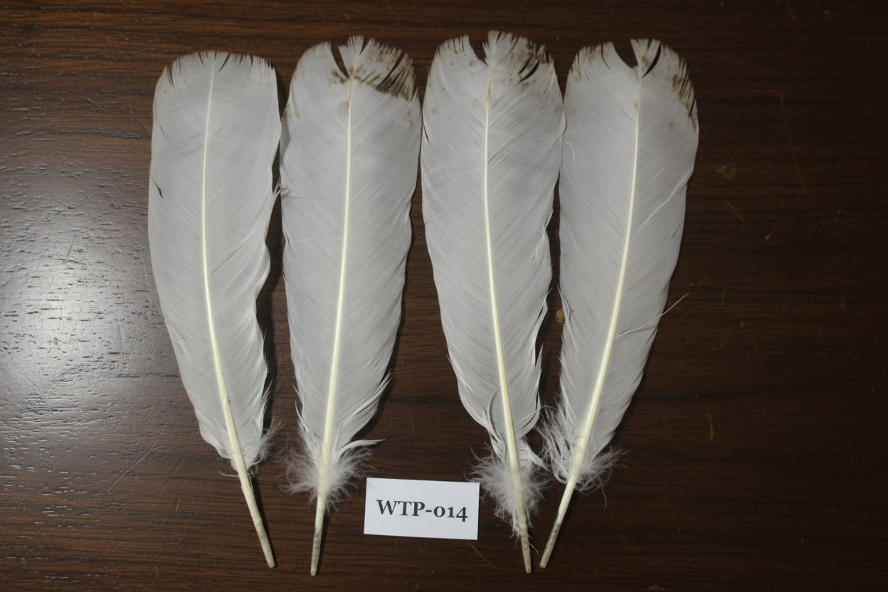 2 PairS Of White Turkey Tail Feathers, Fly Tying Materials,Real Feathers. (WTP-014)