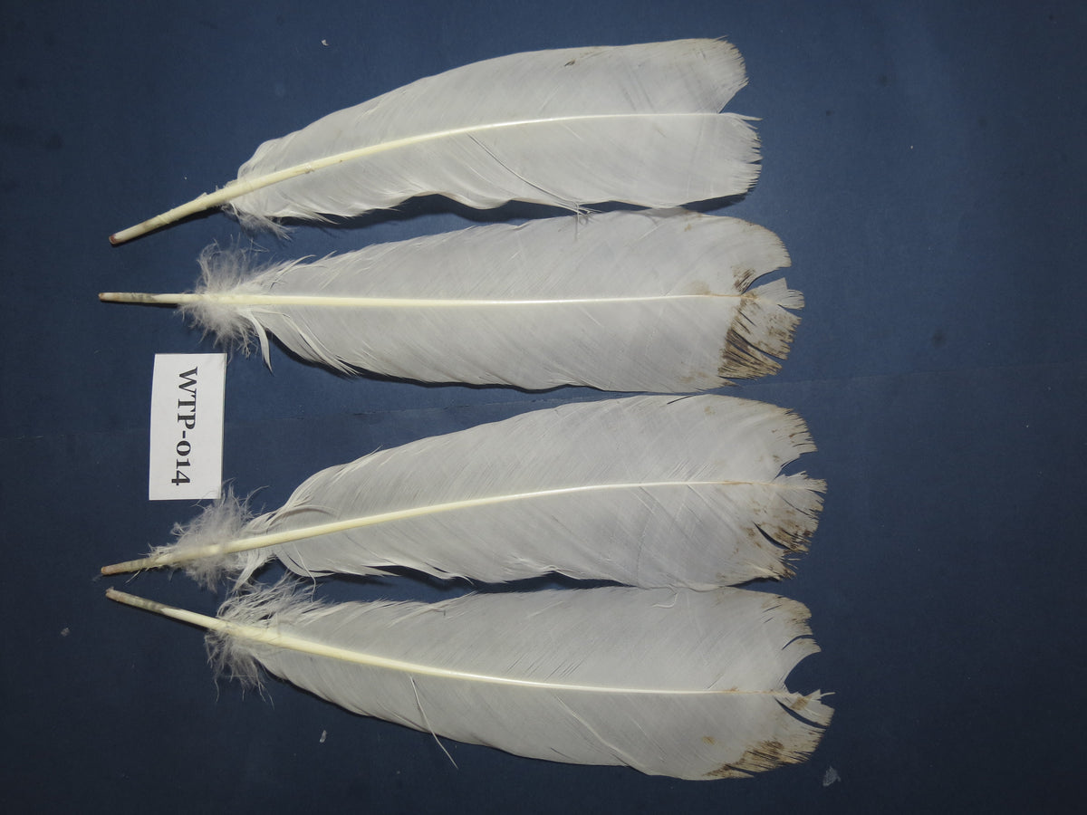 2 PairS Of White Turkey Tail Feathers, Fly Tying Materials,Real Feathers. (WTP-014)