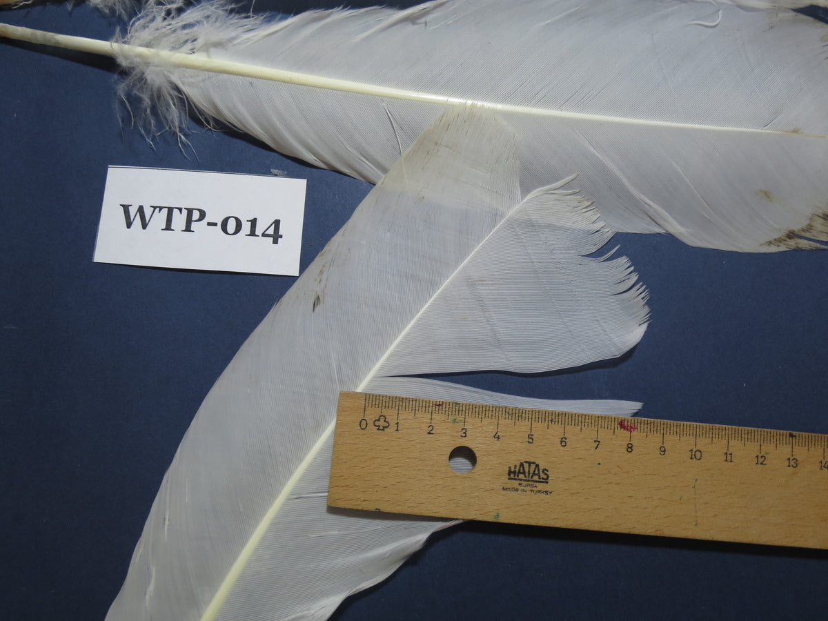 2 PairS Of White Turkey Tail Feathers, Fly Tying Materials,Real Feathers. (WTP-014)