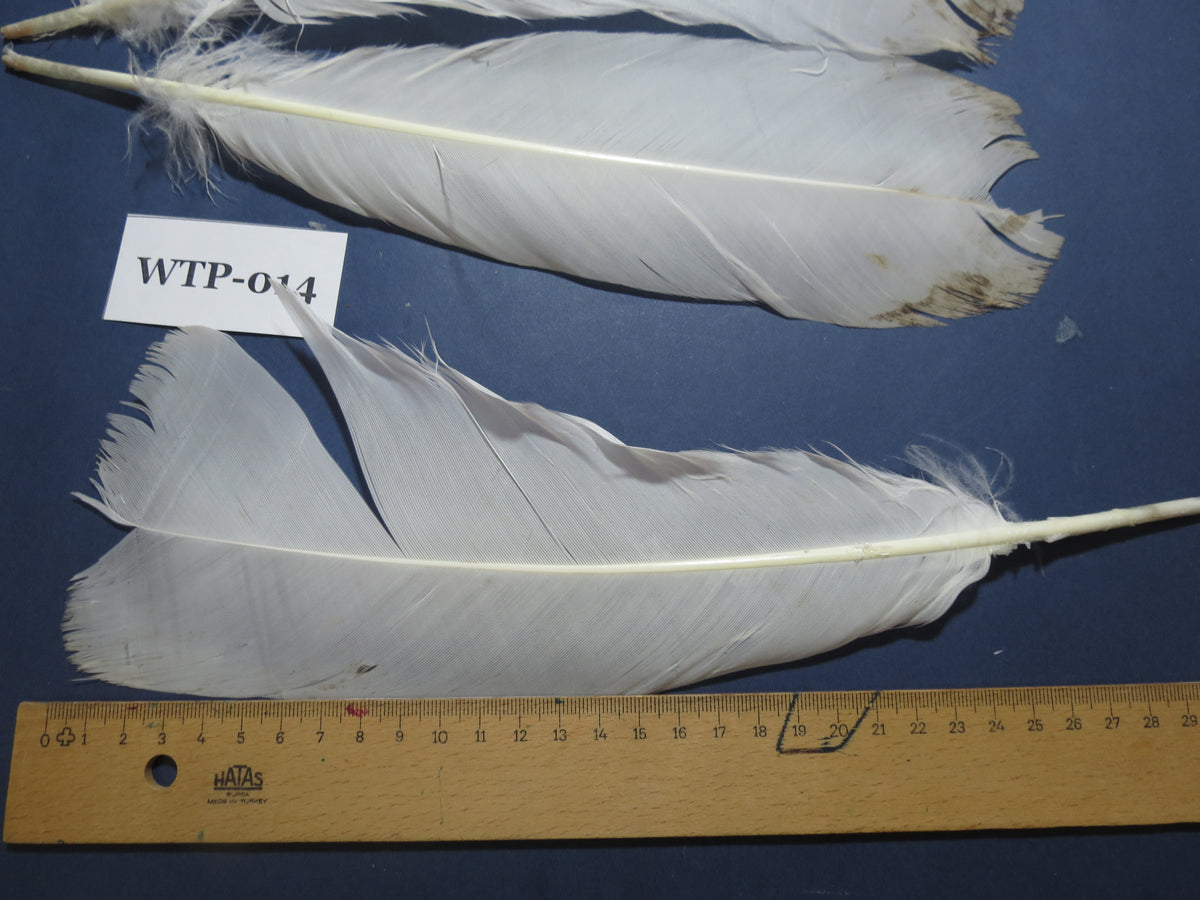 2 PairS Of White Turkey Tail Feathers, Fly Tying Materials,Real Feathers. (WTP-014)