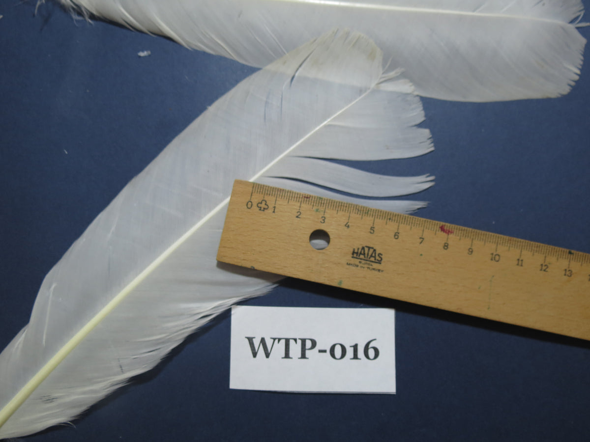 2 PairS Of White Turkey Tail Feathers, Turkey Feathers,Fly Tying Material,Craft Feathers,Natural Feathers. (WTP-016)