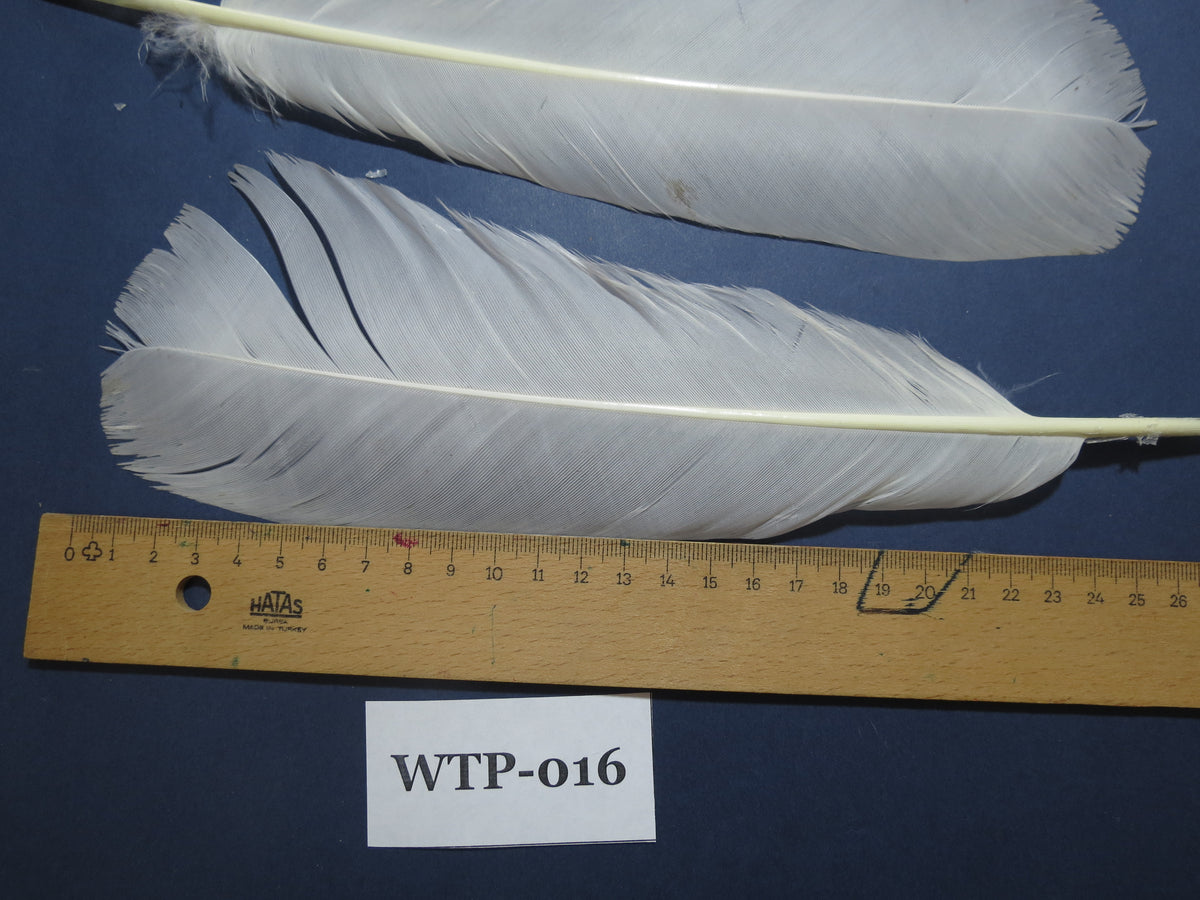 2 PairS Of White Turkey Tail Feathers, Turkey Feathers,Fly Tying Material,Craft Feathers,Natural Feathers. (WTP-016)