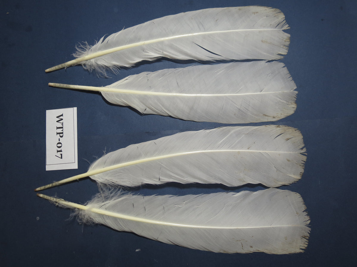 2 PairS Of White Turkey Tail Feathers, Fly Tying Materials,Real Feathers. (WTP-017)