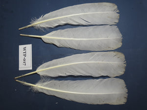 2 PairS Of White Turkey Tail Feathers, Fly Tying Materials,Real Feathers. (WTP-017)