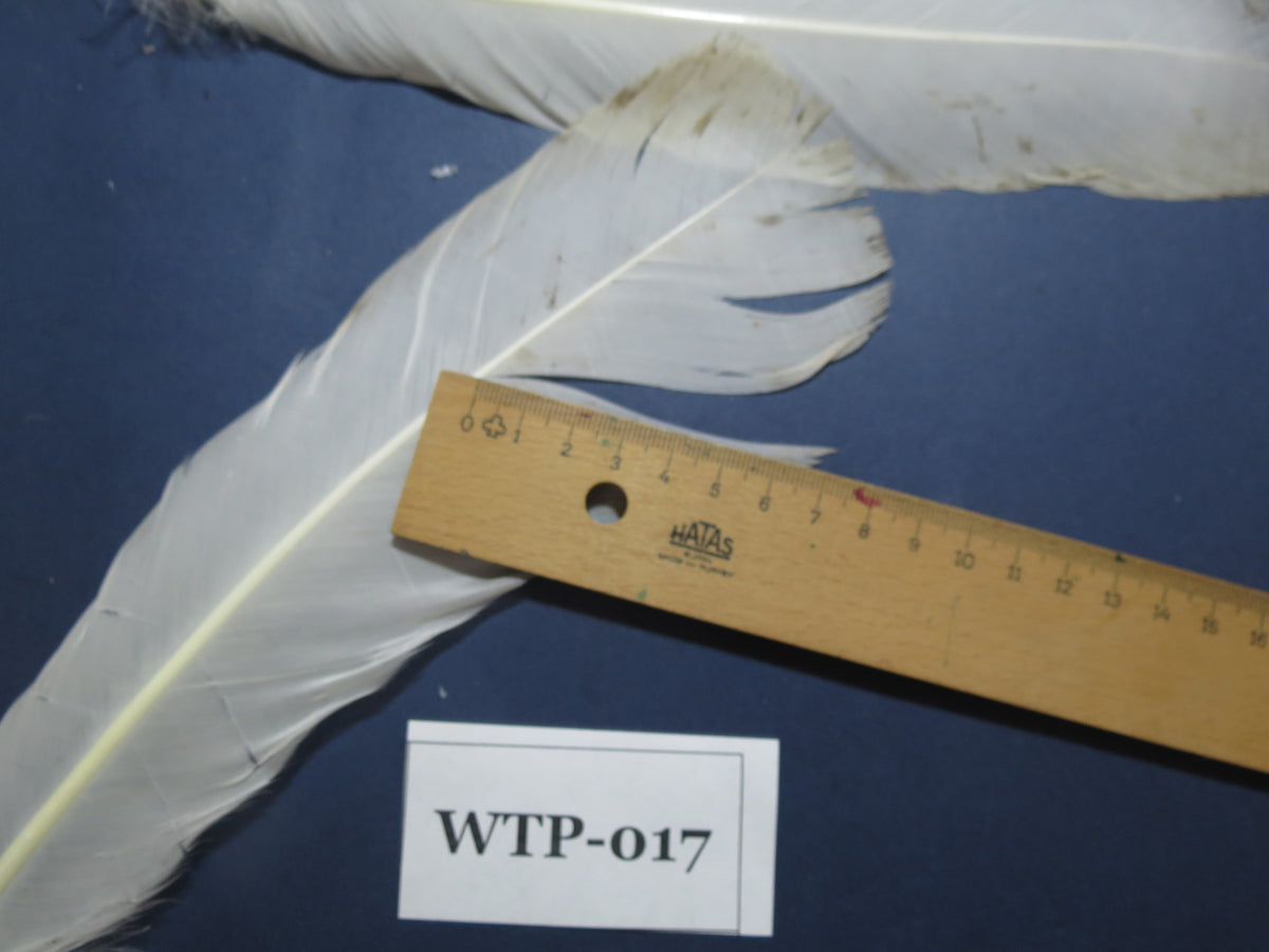 2 PairS Of White Turkey Tail Feathers, Fly Tying Materials,Real Feathers. (WTP-017)