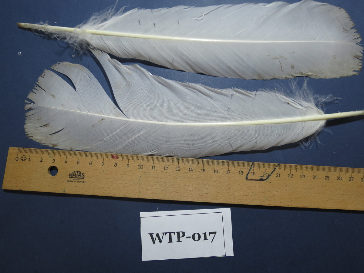 2 PairS Of White Turkey Tail Feathers, Fly Tying Materials,Real Feathers. (WTP-017)