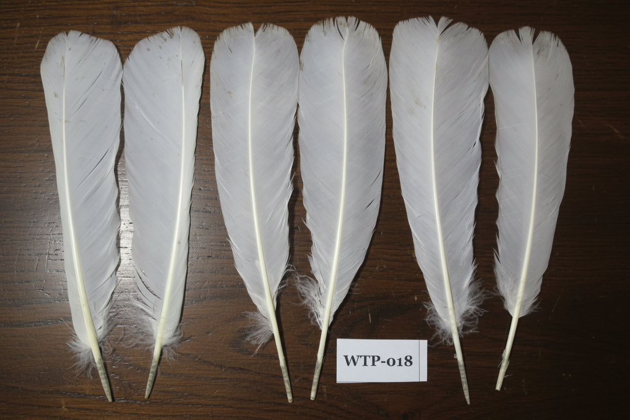 3 PairS Of White Turkey Tail Feathers, Fly Tying Materials,Real Feathers. (WTP-018)