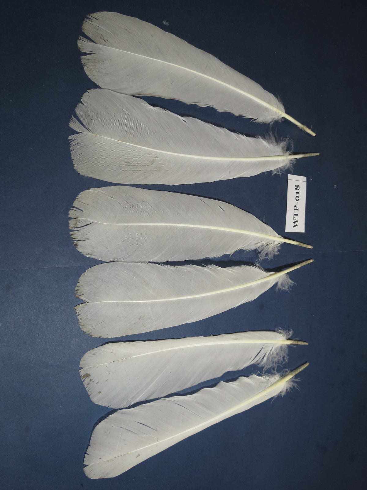 3 PairS Of White Turkey Tail Feathers, Fly Tying Materials,Real Feathers. (WTP-018)