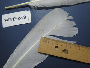 3 PairS Of White Turkey Tail Feathers, Fly Tying Materials,Real Feathers. (WTP-018)