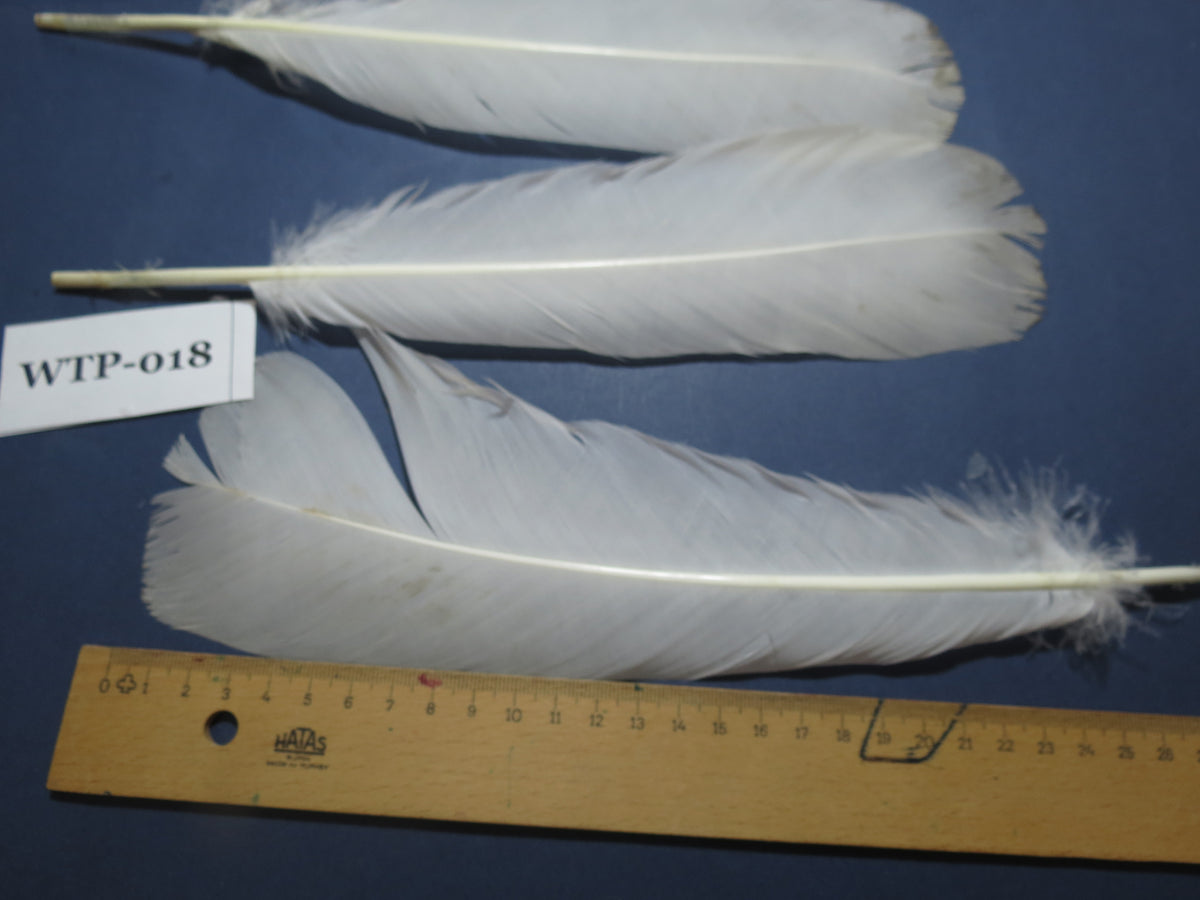 3 PairS Of White Turkey Tail Feathers, Fly Tying Materials,Real Feathers. (WTP-018)
