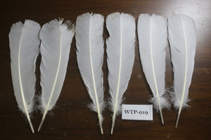 3 PairS Of White Turkey Tail Feathers, Fly Tying Materials,Real Feathers. (WTP-019)