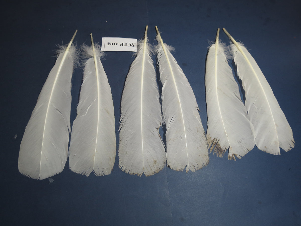 3 PairS Of White Turkey Tail Feathers, Fly Tying Materials,Real Feathers. (WTP-019)